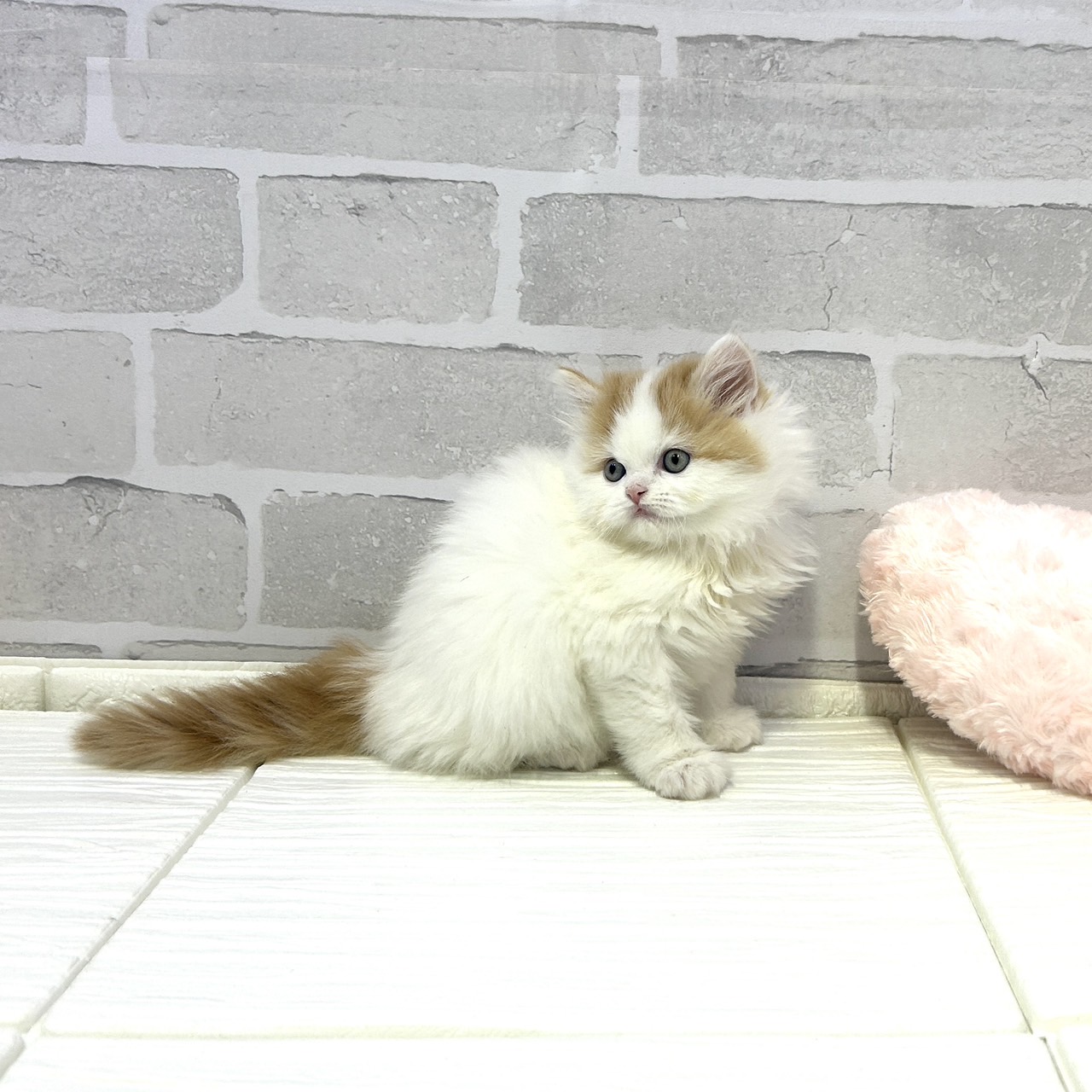 愛知県のスコティッシュフォールド (犬の家＆猫の里岡崎店/2025年10月28日生まれ/男の子/レッドタビーホワイトバン)の子猫の2枚目の画像