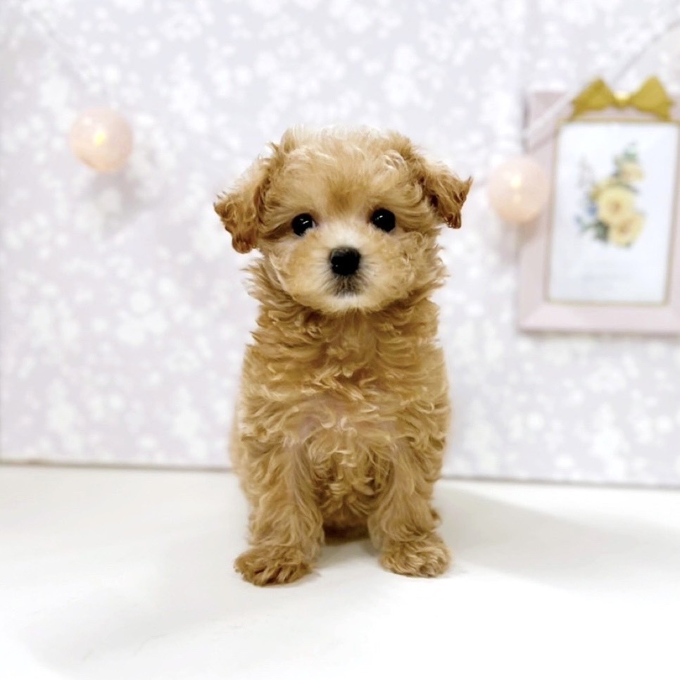富山県のマルプー(マルチーズ×プードル) (犬の家＆猫の里アミーゴ高岡蓮花寺店/2025年10月25日生まれ/女の子/オレンジフォーン)の子犬