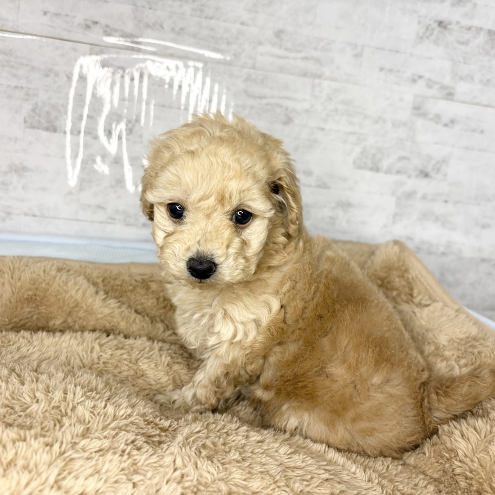 長野県のトイプードル(トイ) (犬の家＆猫の里塩尻店/2025年10月26日生まれ/女の子/アプリコット)の子犬の2枚目の画像