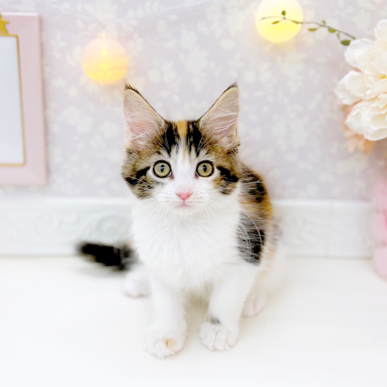 富山県のメインクーン (犬の家＆猫の里富山店/2025年10月26日生まれ/女の子/キャリコ)の子猫