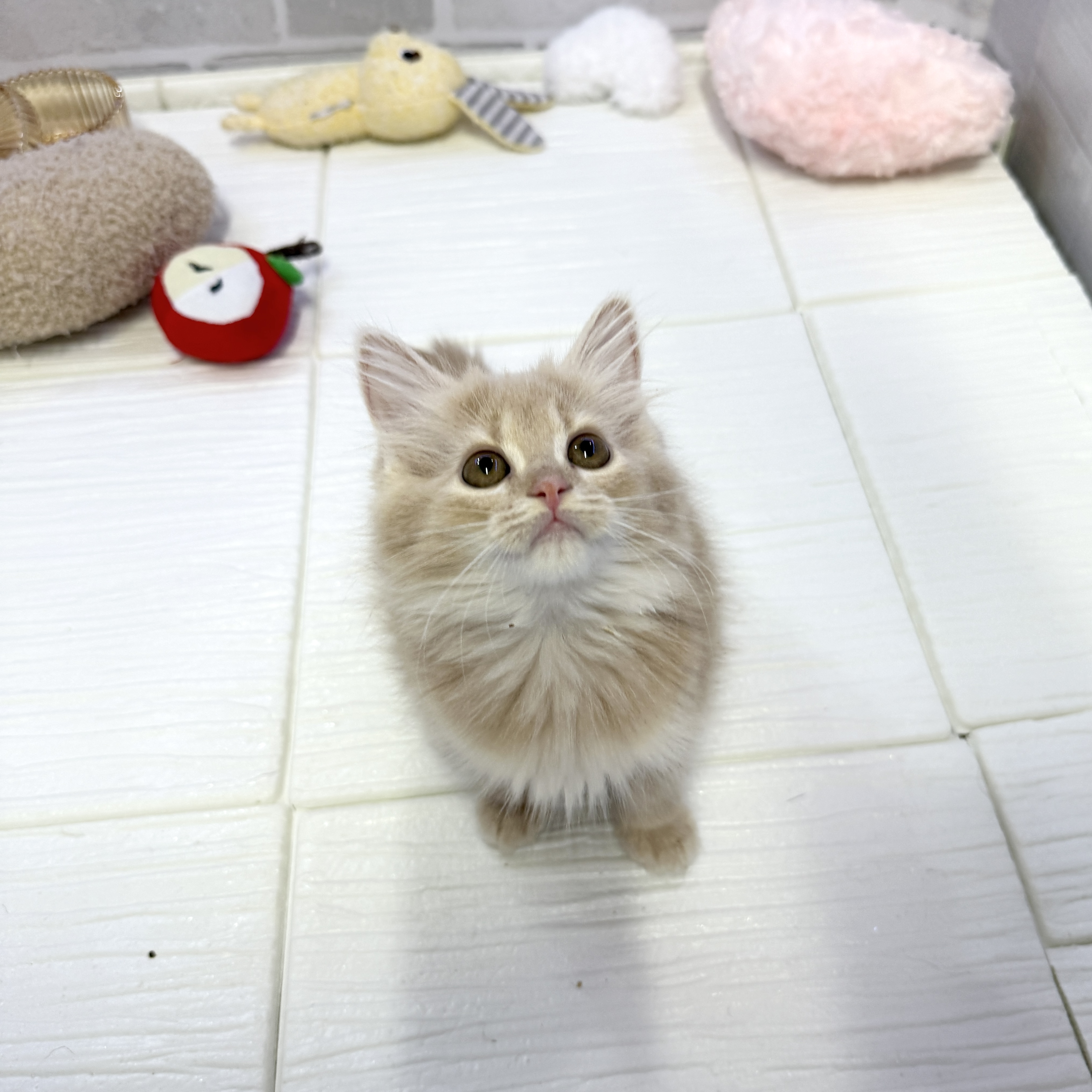 マンチカンの子猫一覧 | ペットショップ 犬の家&猫の里 | 子犬だけで