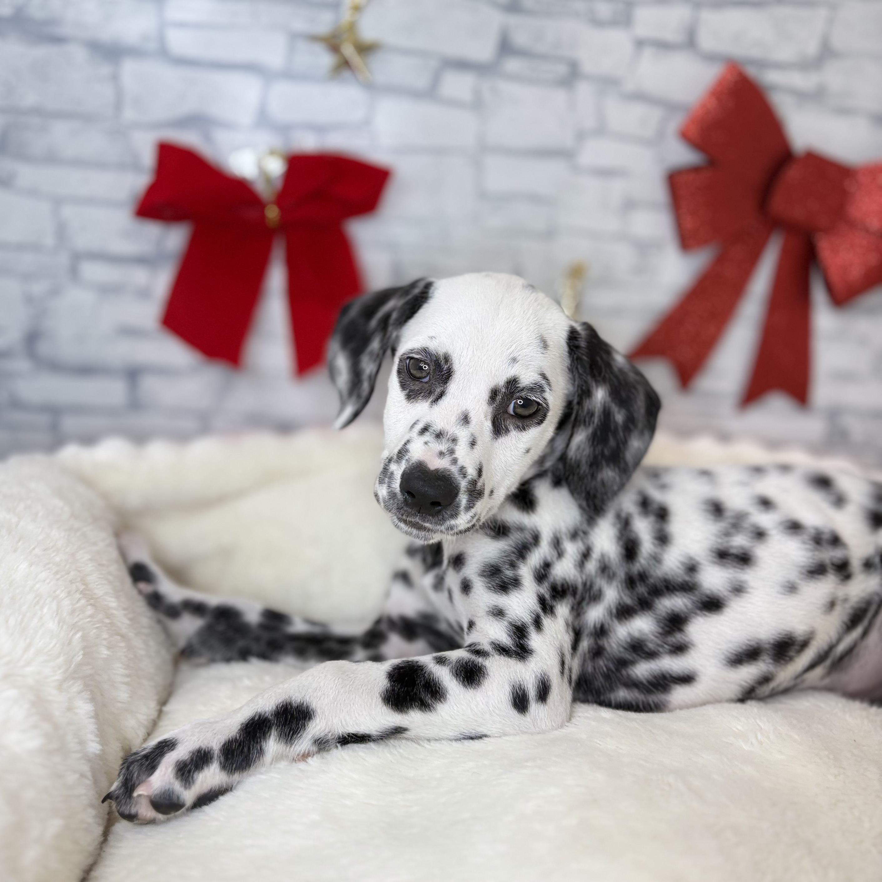 長野県のダルメシアン (犬の家＆猫の里長野店/2025年10月22日生まれ/男の子/ホワイトブラック)の子犬の1枚目の画像