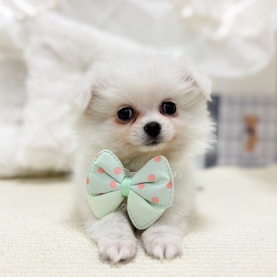 岐阜県のポメチワ/チワポメ/ポメチー(ポメラニアン×チワワ) (犬の家＆猫の里カラフルタウン岐阜店/2025年10月28日生まれ/女の子/クリーム)の子犬の2枚目の画像