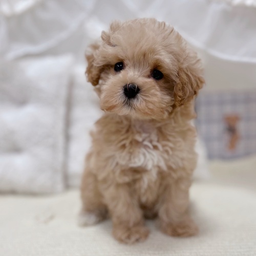 岐阜県のマルプー(マルチーズ×プードル) (犬の家＆猫の里カラフルタウン岐阜店/2025年10月29日生まれ/女の子/アプリコット)の子犬の2枚目の画像