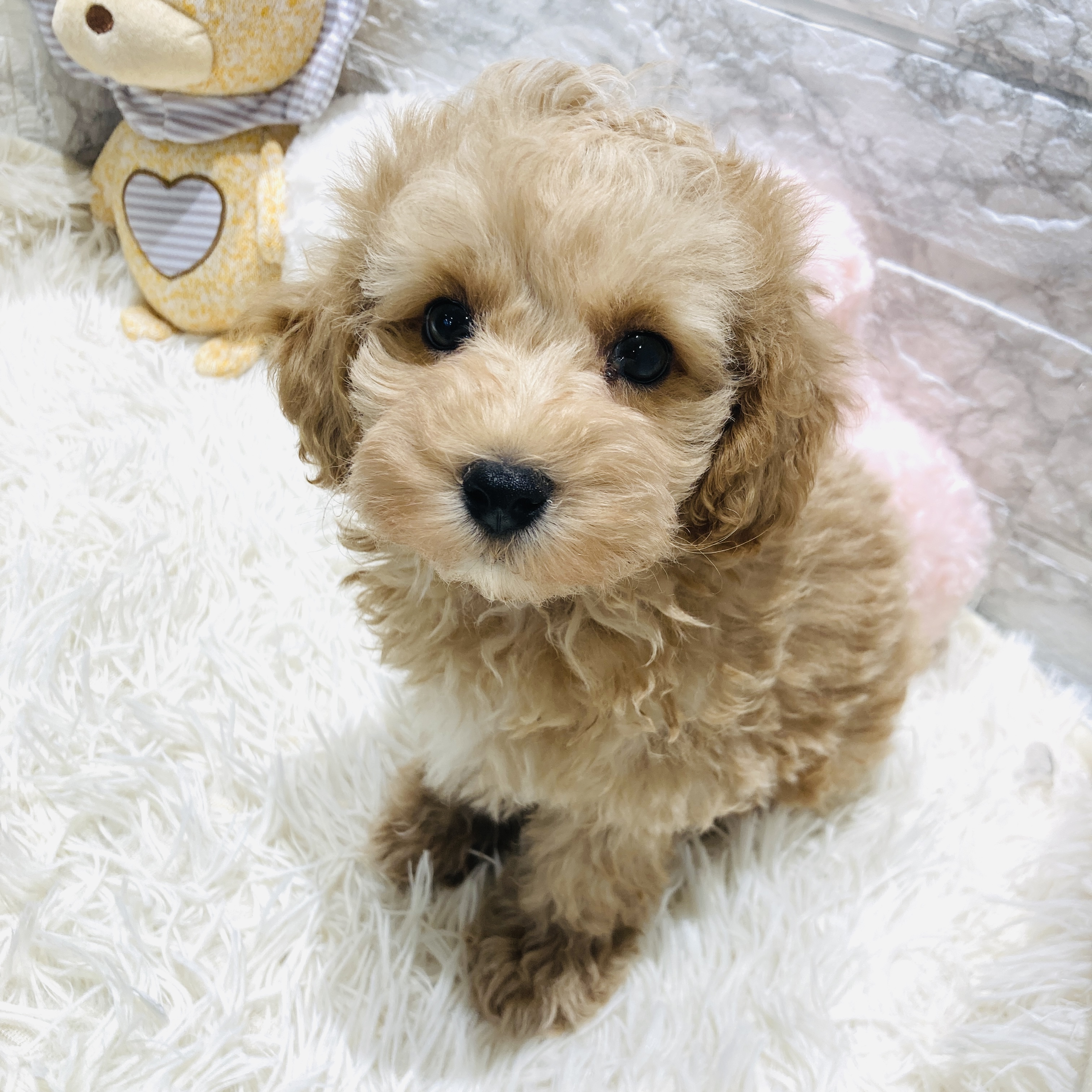 愛知県のマルプー(マルチーズ×プードル) (犬の家＆猫の里MiO香久山店/2025年10月29日生まれ/男の子/クリームホワイト)の子犬の2枚目の画像