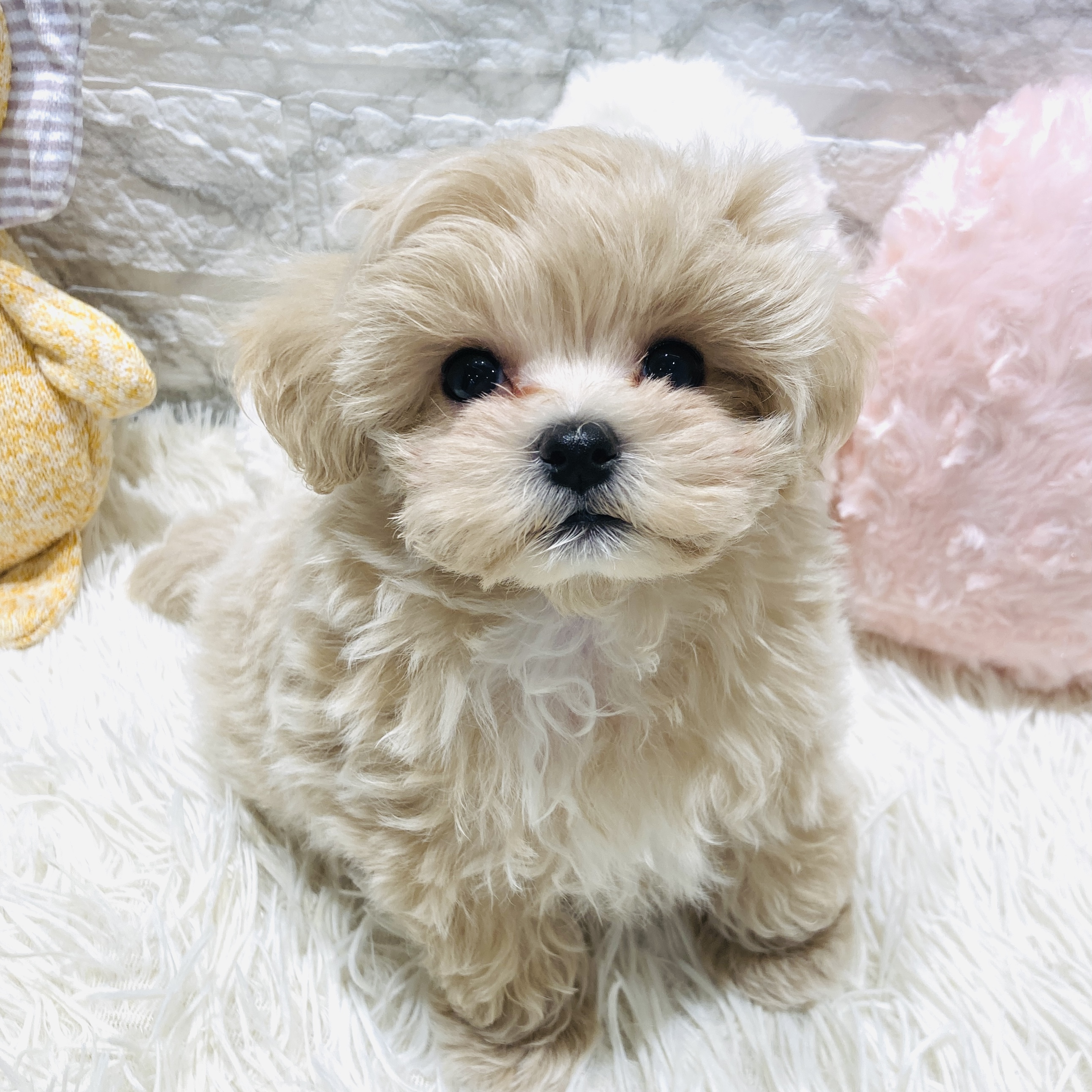 愛知県のマルプー(マルチーズ×プードル) (犬の家＆猫の里MiO香久山店/2025年10月29日生まれ/男の子/アプリコット)の子犬の1枚目の画像