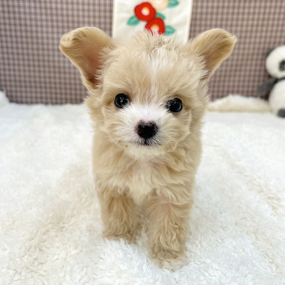 愛知県のチワプー/プーチー(チワワ×プードル) (犬の家＆猫の里エアポートウォーク店/2025年10月28日生まれ/男の子/アプリコット)の子犬の1枚目の画像
