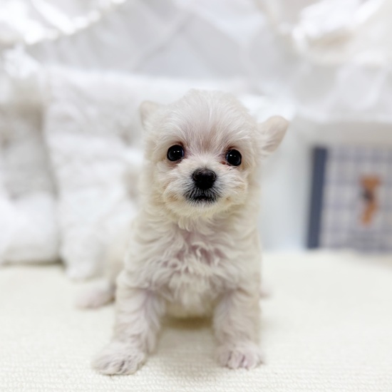 岐阜県のチワプー/プーチー(チワワ×プードル) (犬の家＆猫の里カラフルタウン岐阜店/2025年10月28日生まれ/女の子/クリーム)の子犬の1枚目の画像