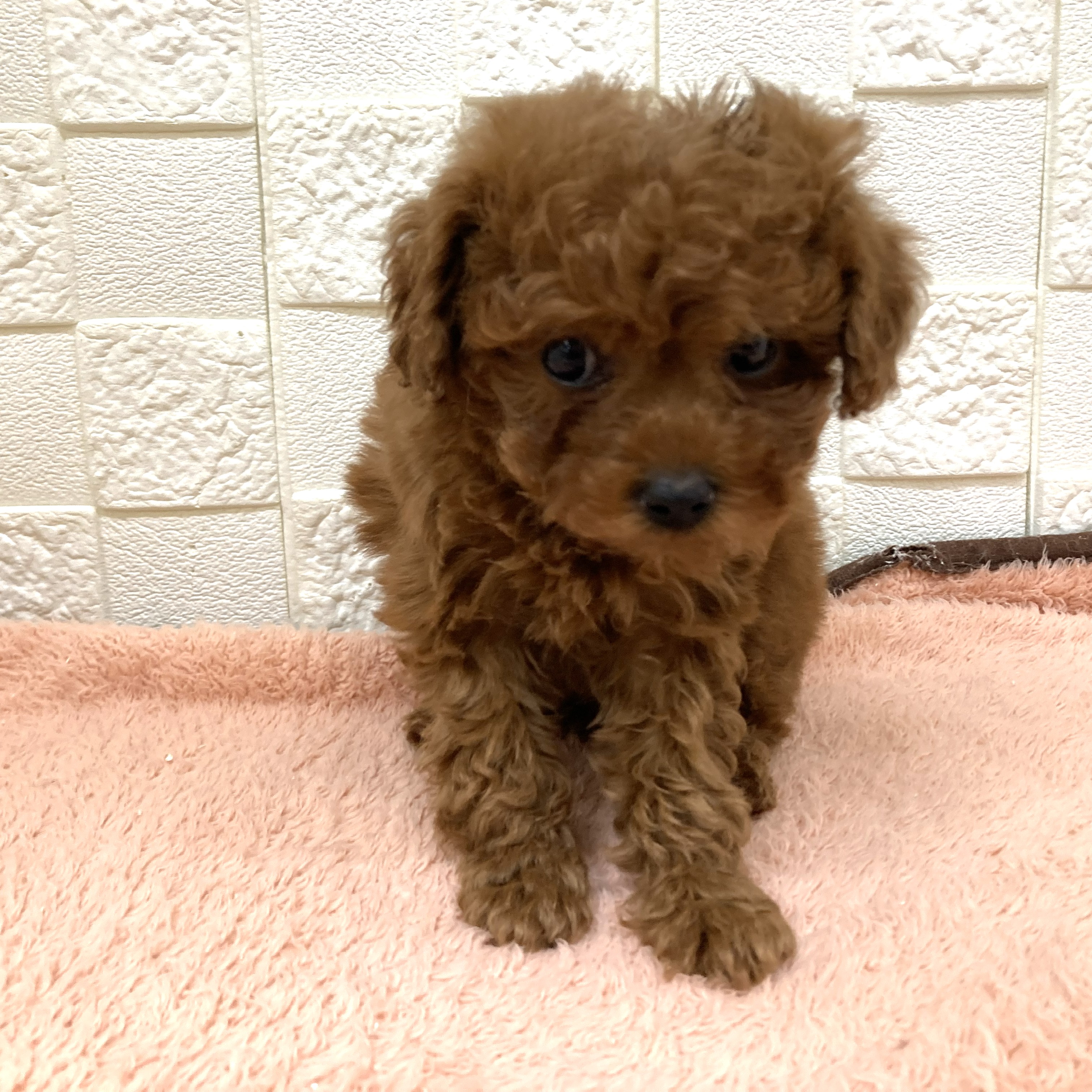 愛知県のトイプードル(トイ) (犬の家＆猫の里碧南店/2025年10月29日生まれ/女の子/レッドフォーン)の子犬の2枚目の画像