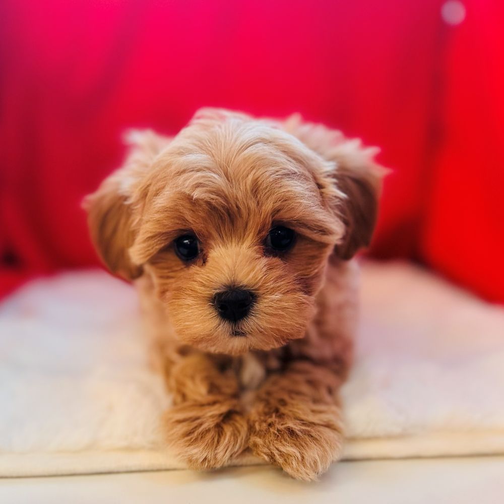 愛知県のマルプー(マルチーズ×プードル) (犬の家＆猫の里愛知刈谷店/2025年10月28日生まれ/女の子/アプリコット)の子犬の2枚目の画像