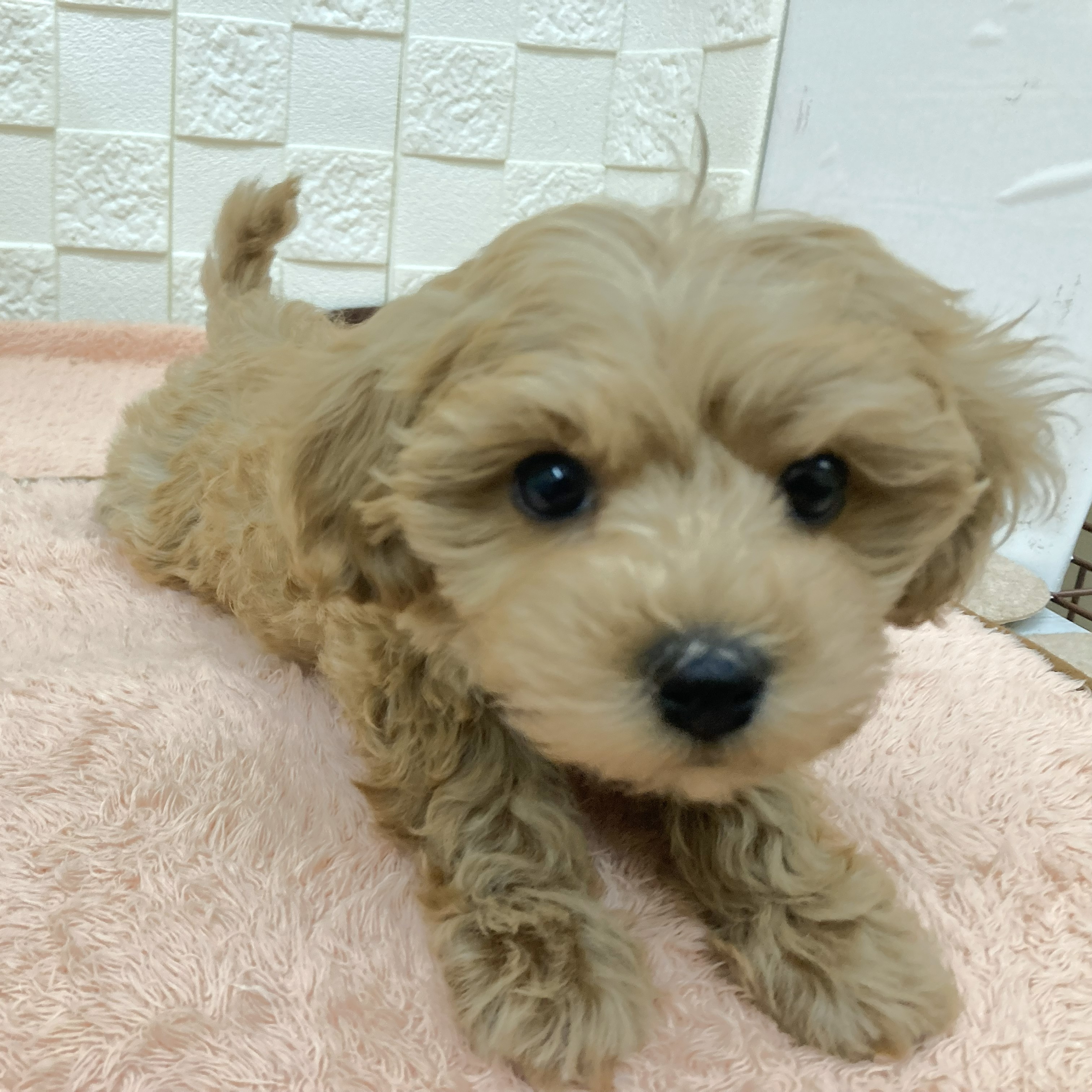 愛知県のマルプー(マルチーズ×プードル) (犬の家＆猫の里碧南店/2025年10月28日生まれ/女の子/アプリコット)の子犬の2枚目の画像