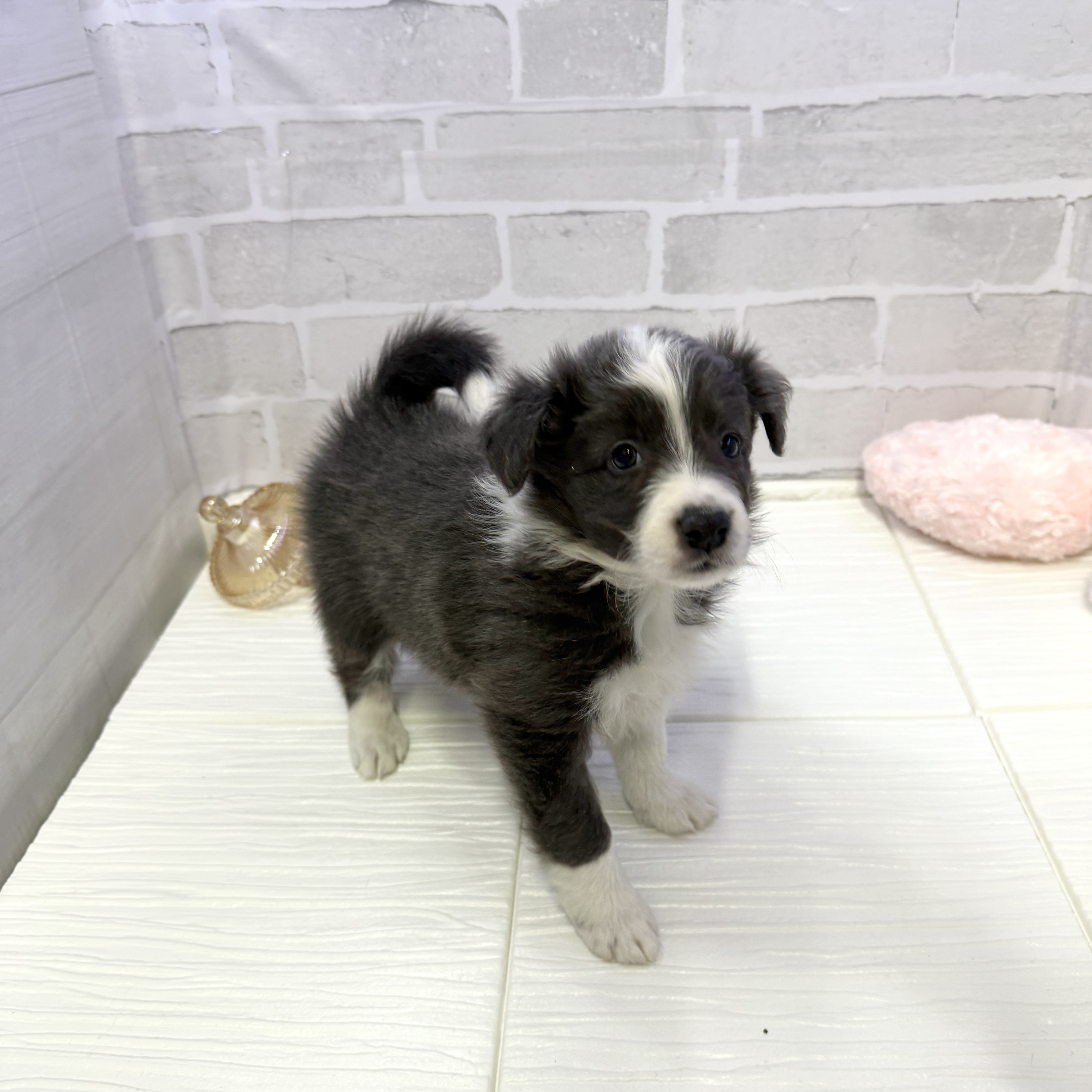 愛知県のボーダーコリー (犬の家＆猫の里岡崎店/2025年10月26日生まれ/女の子/ブルーホワイト)の子犬の2枚目の画像