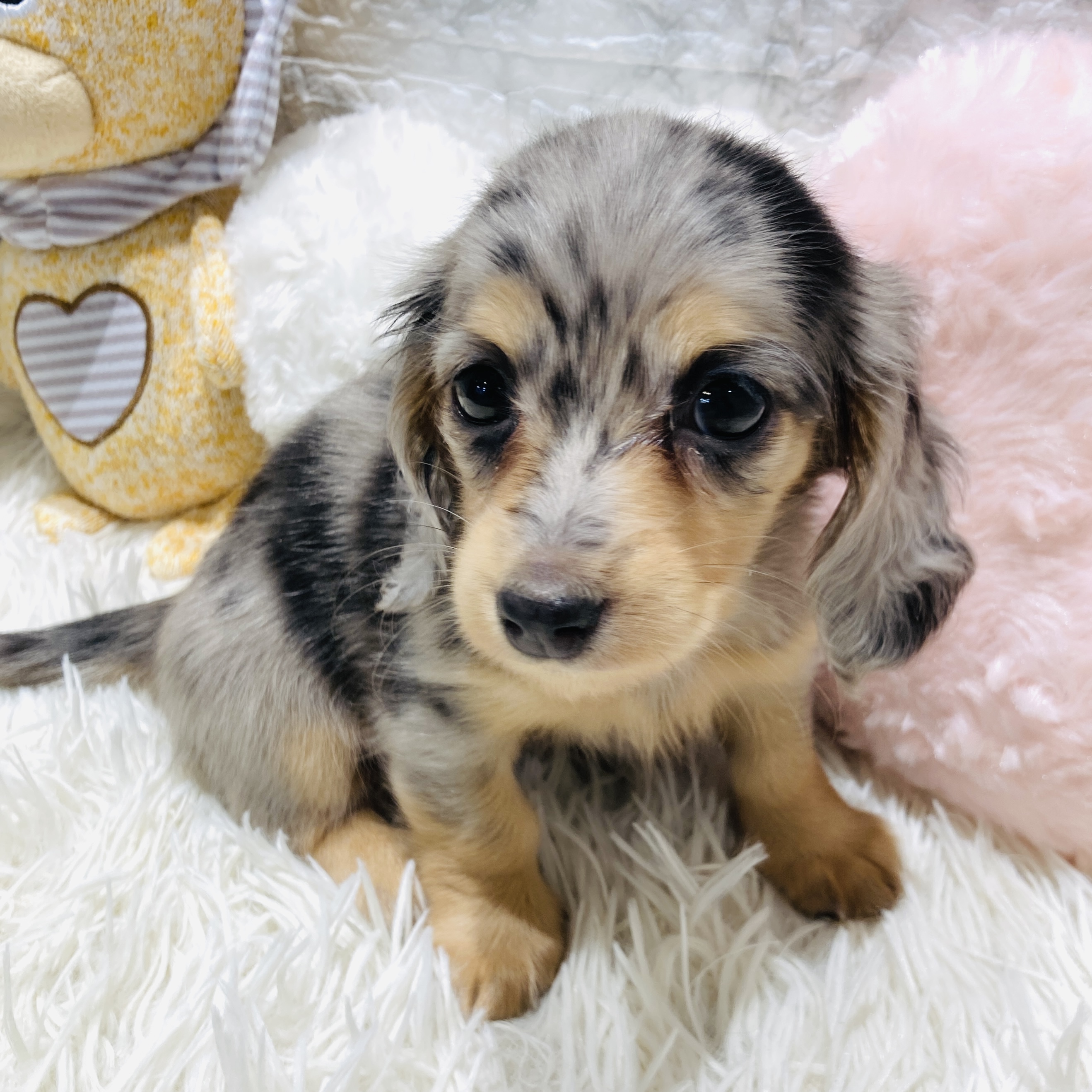 愛知県のミニチュアダックスフンド(ロング) (犬の家＆猫の里MiO香久山店/2025年10月25日生まれ/女の子/シルバーダップル)の子犬の2枚目の画像