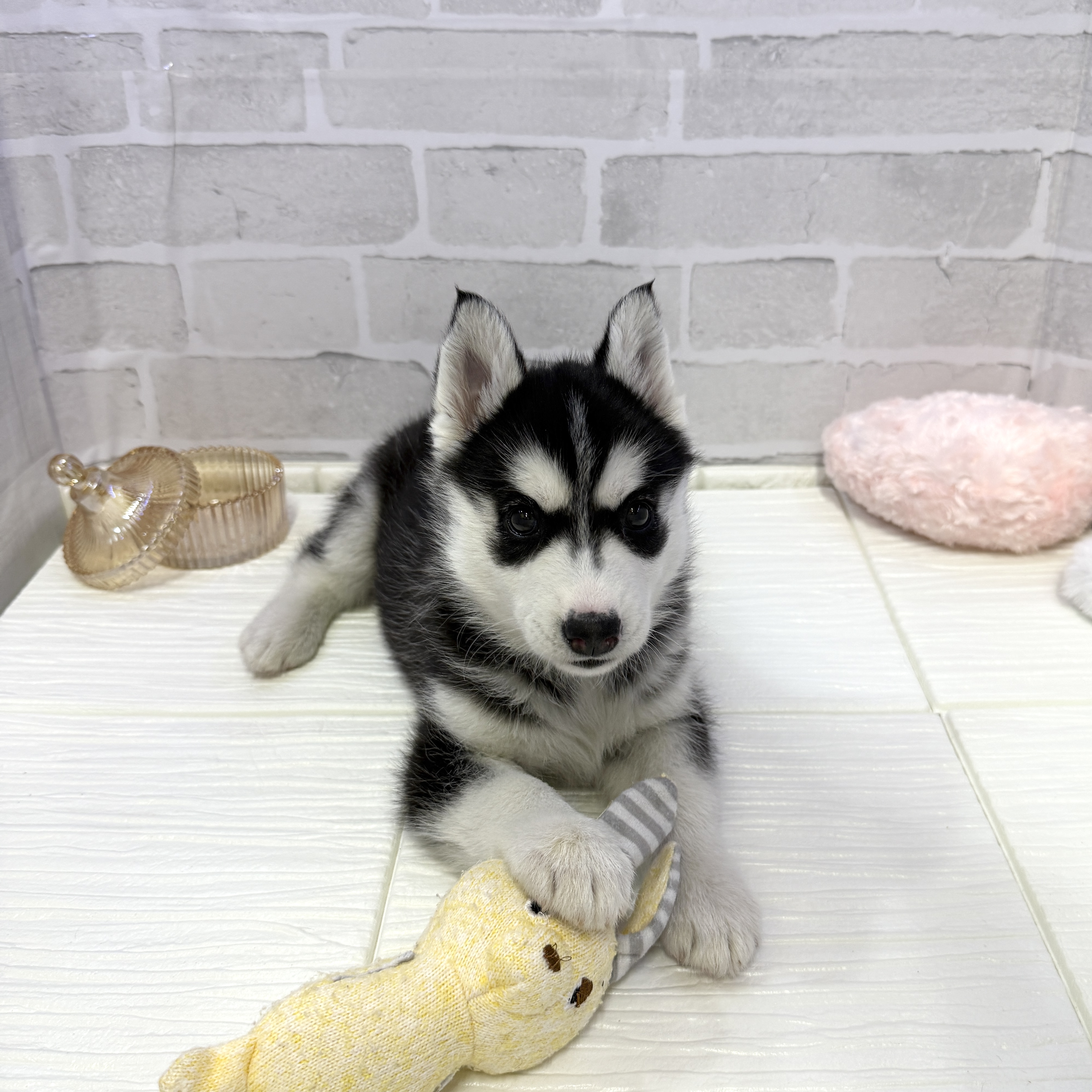 愛知県のシベリアンハスキー (犬の家＆猫の里岡崎店/2025年10月29日生まれ/女の子/ブラックホワイト)の子犬の2枚目の画像