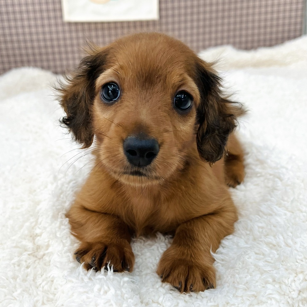 愛知県のミニチュアダックスフンド(ロング) (犬の家＆猫の里エアポートウォーク店/2025年10月27日生まれ/男の子/レッド)の子犬の1枚目の画像