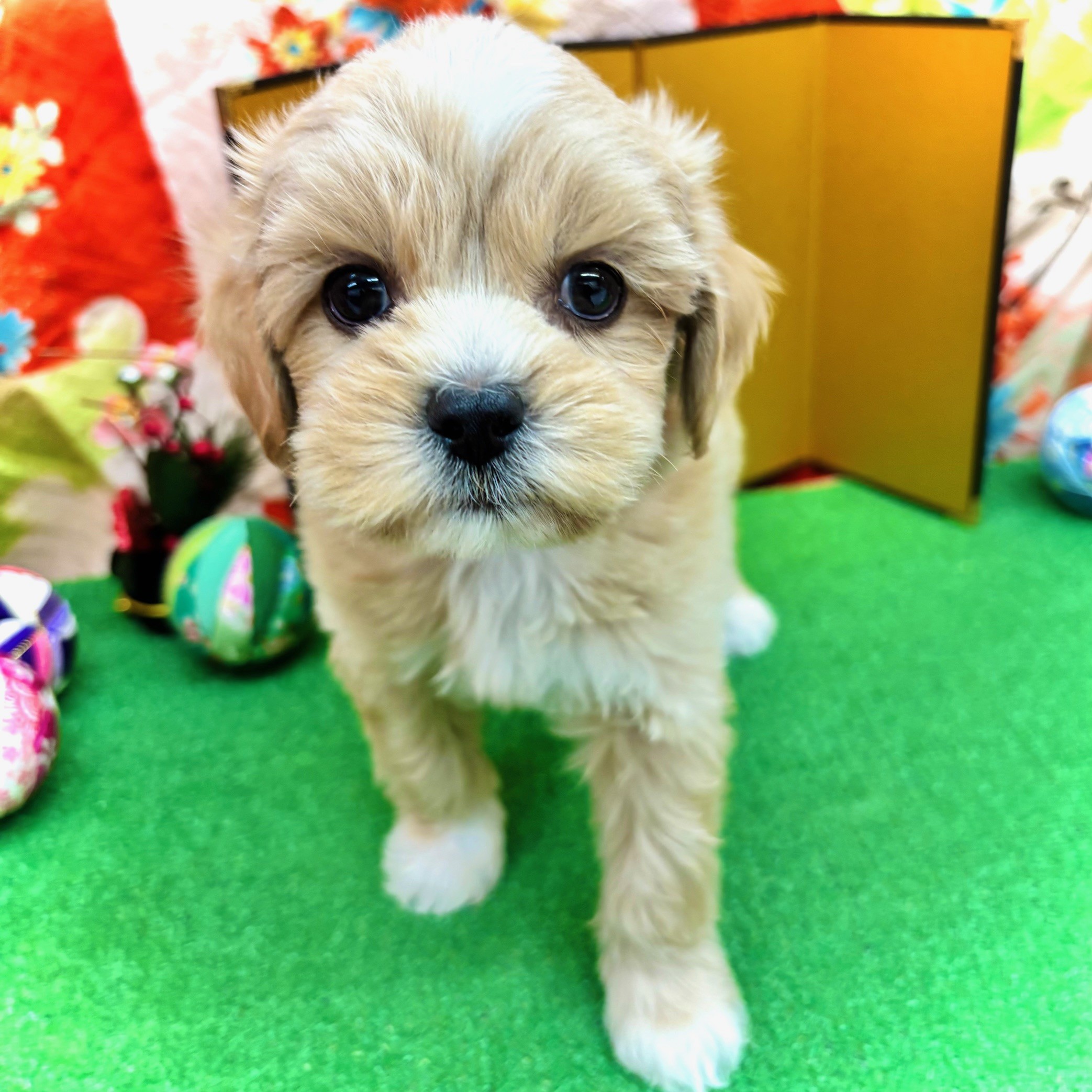 愛知県のペキプー(ペキニーズ×プードル) (犬の家＆猫の里名古屋天白店/2025年10月29日生まれ/男の子/クリーム)の子犬の2枚目の画像