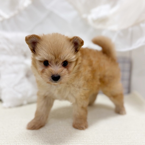 岐阜県のポメプー(ポメラニアン×プードル) (犬の家＆猫の里カラフルタウン岐阜店/2025年10月28日生まれ/女の子/アプリコット)の子犬の2枚目の画像