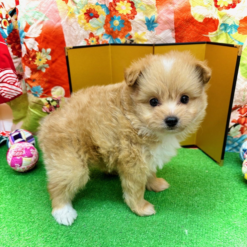 愛知県のポメプー(ポメラニアン×プードル) (犬の家＆猫の里名古屋天白店/2025年10月28日生まれ/男の子/アプリコット)の子犬の2枚目の画像