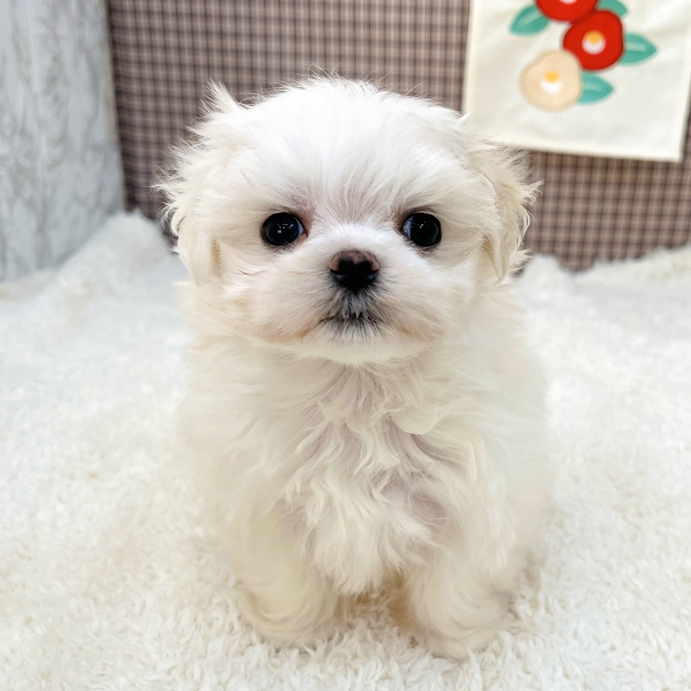 愛知県のマルチーズ (犬の家＆猫の里エアポートウォーク店/2025年10月26日生まれ/女の子/ホワイト)の子犬の1枚目の画像