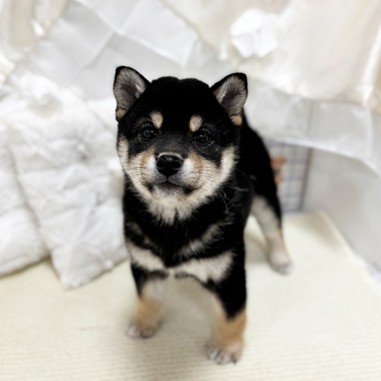 岐阜県の柴犬(標準サイズ) (犬の家＆猫の里カラフルタウン岐阜店/2025年10月28日生まれ/女の子/黒)の子犬