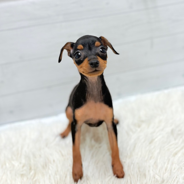 愛知県のミニチュアピンシャー (犬の家＆猫の里豊田店/2025年10月28日生まれ/女の子/ブラックタン)の子犬の2枚目の画像