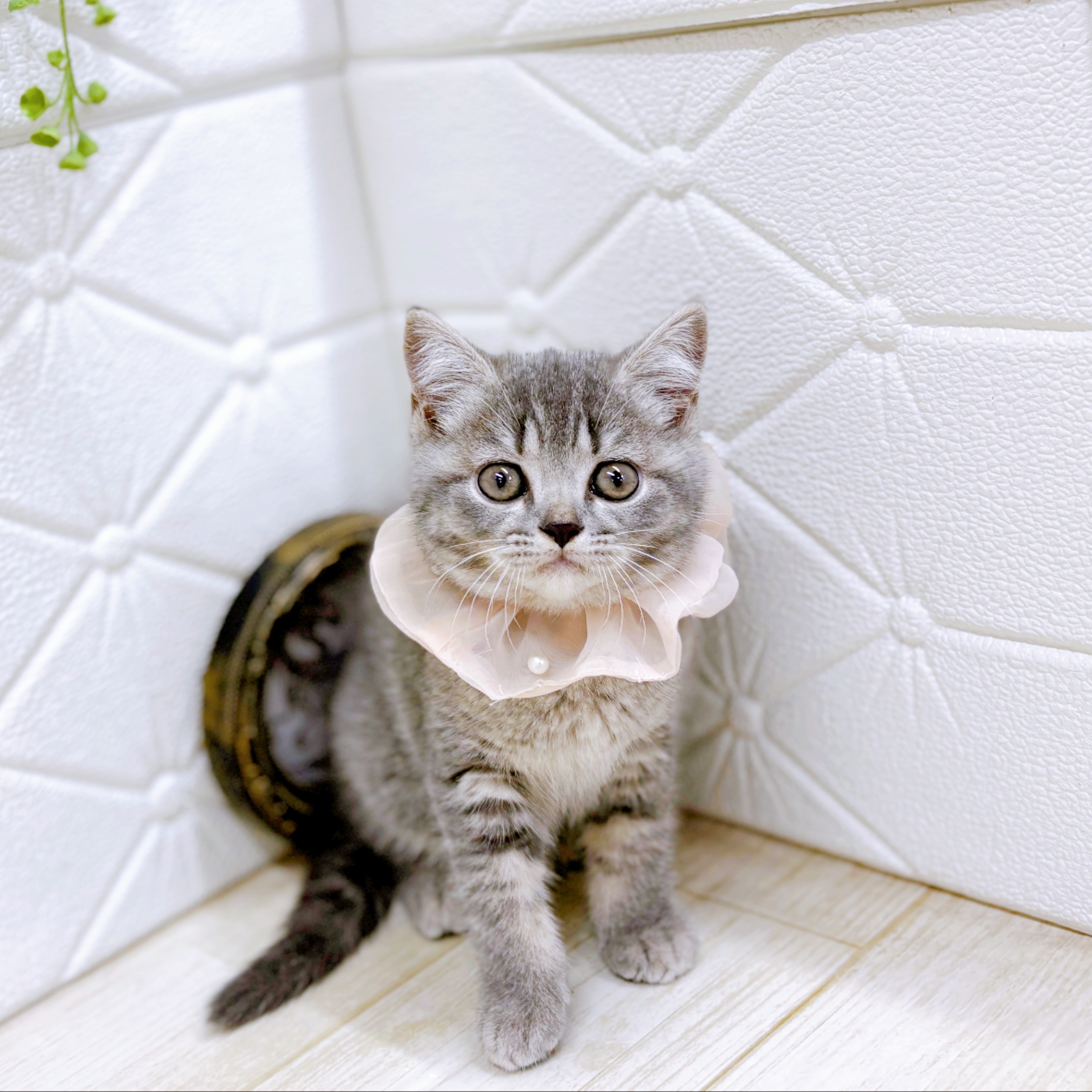 福井県のスコティッシュフォールド (犬の家＆猫の里アミーゴ福井店/2025年10月30日生まれ/女の子/ブルータビー)の子猫