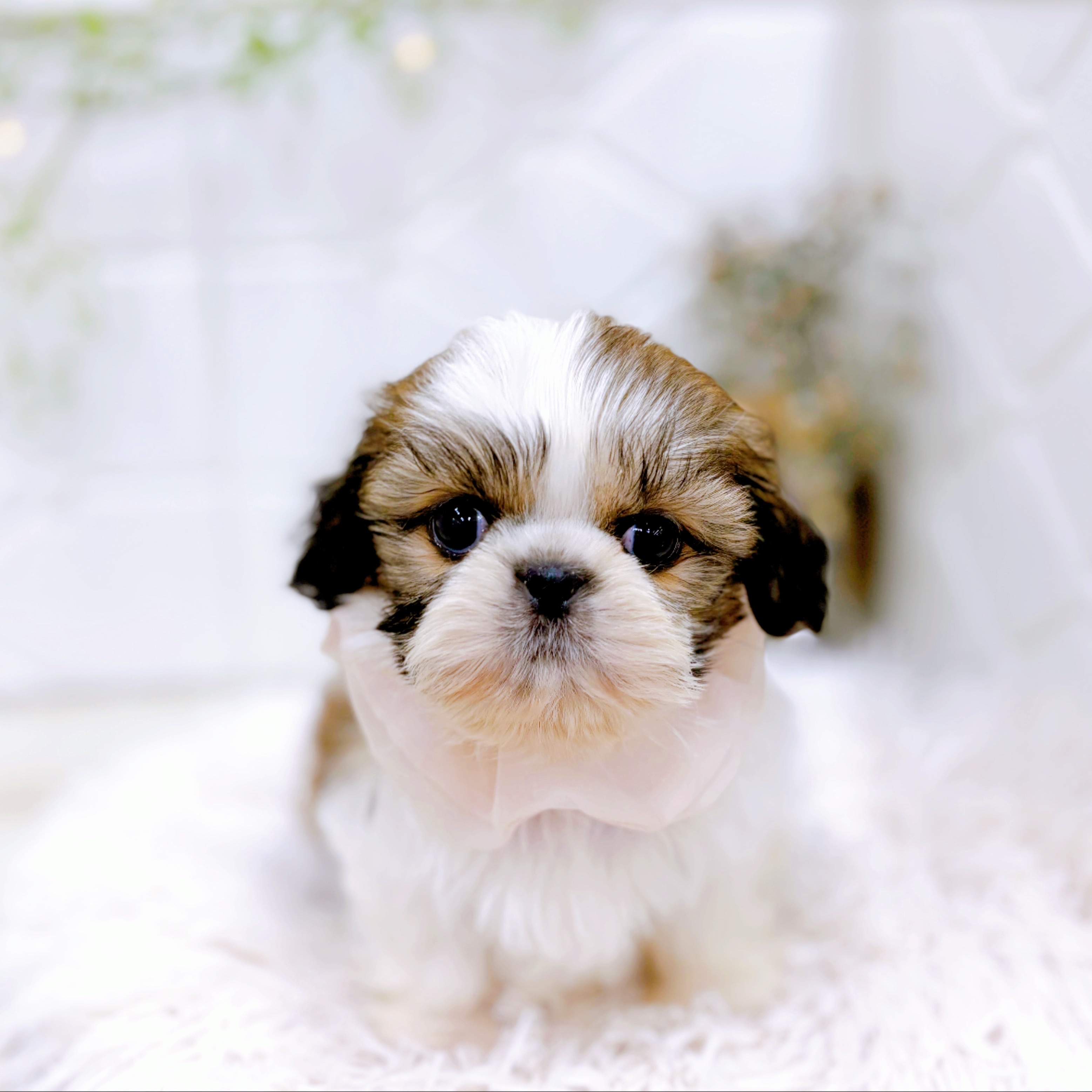 福井県のシーズー (犬の家＆猫の里アミーゴ福井店/2025年10月28日生まれ/女の子/ゴールドホワイト)の子犬