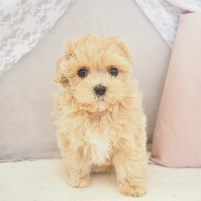 大阪府のマルプー(マルチーズ×プードル) (犬の家＆猫の里もりのみやキューズモールBASE店/2025年10月27日生まれ/女の子/クリーム)の子犬の1枚目の画像