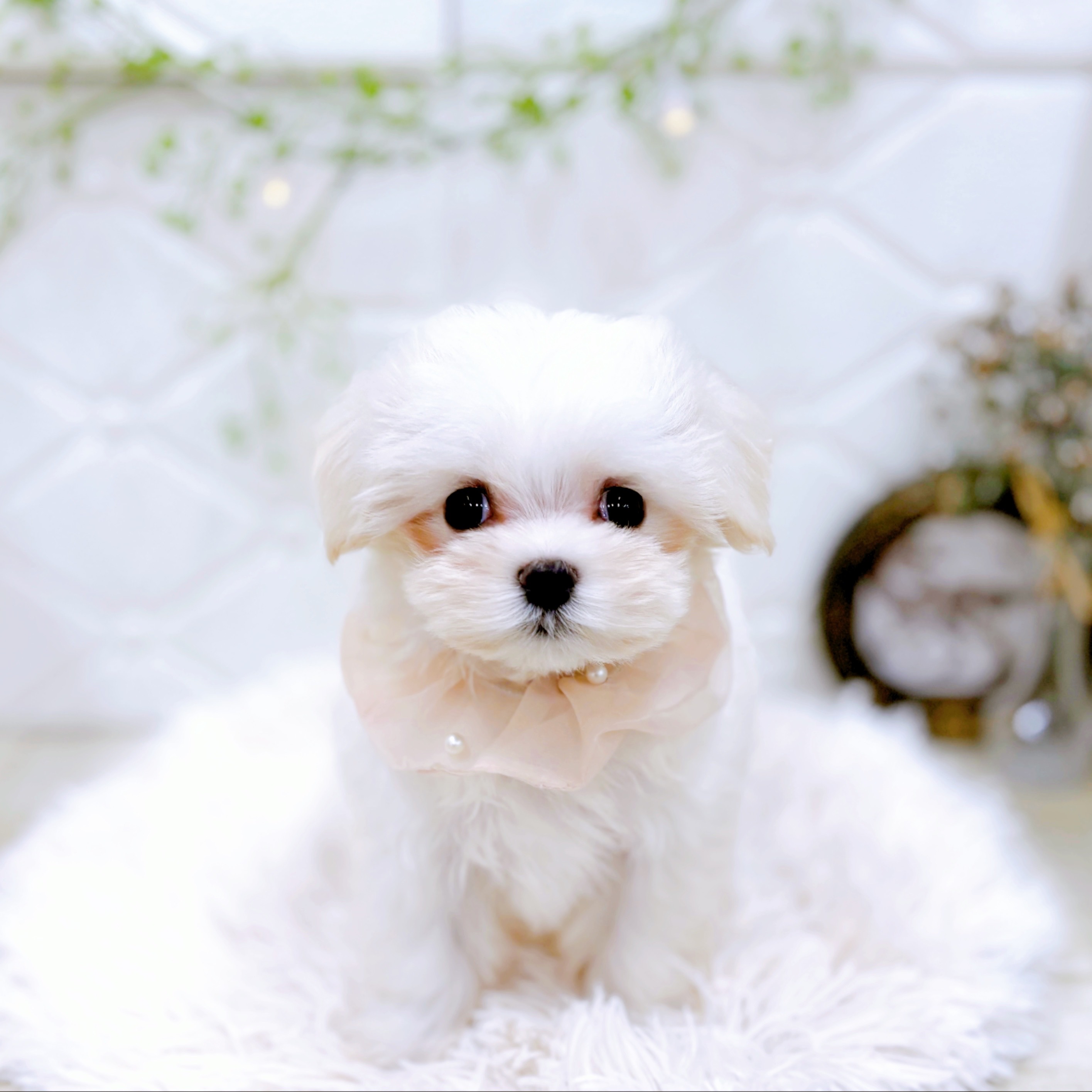 福井県のマルチーズ (犬の家＆猫の里アミーゴ福井店/2025年10月24日生まれ/女の子/ホワイト)の子犬の1枚目の画像