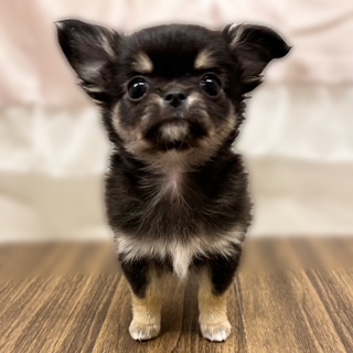 兵庫県のチワワ(ロング) (犬の家＆猫の里カナート西神戸店/2025年10月21日生まれ/女の子/ブラックタンホワイト)の子犬の2枚目の画像