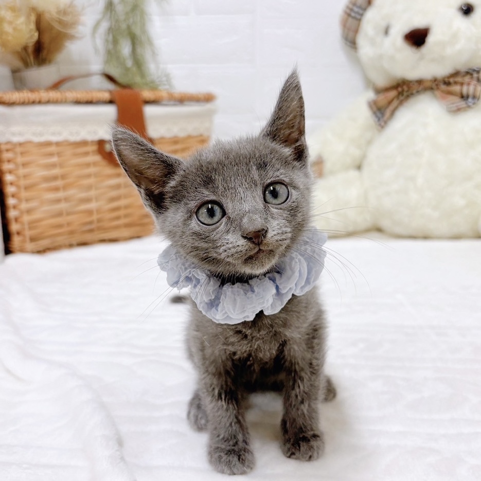 滋賀県のロシアンブルー (犬の家＆猫の里近江八幡店/2025年10月28日生まれ/男の子/ブルー)の子猫