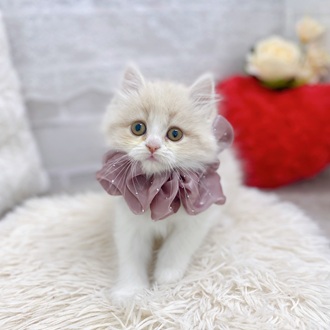 滋賀県のスコティッシュストレート (犬の家＆猫の里長浜店/2025年10月28日生まれ/女の子/クリームタビーホワイト)の子猫