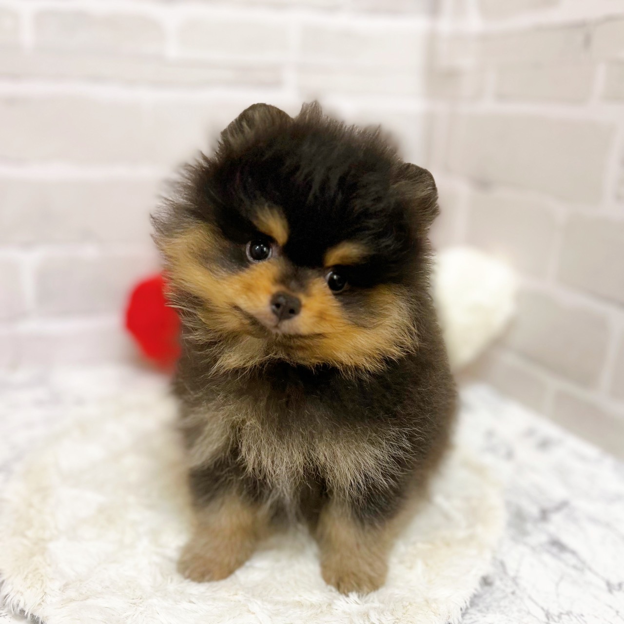 京都府のポメラニアン (犬の家＆猫の里京都精華店/2025年10月30日生まれ/男の子/ブラックタン)の子犬