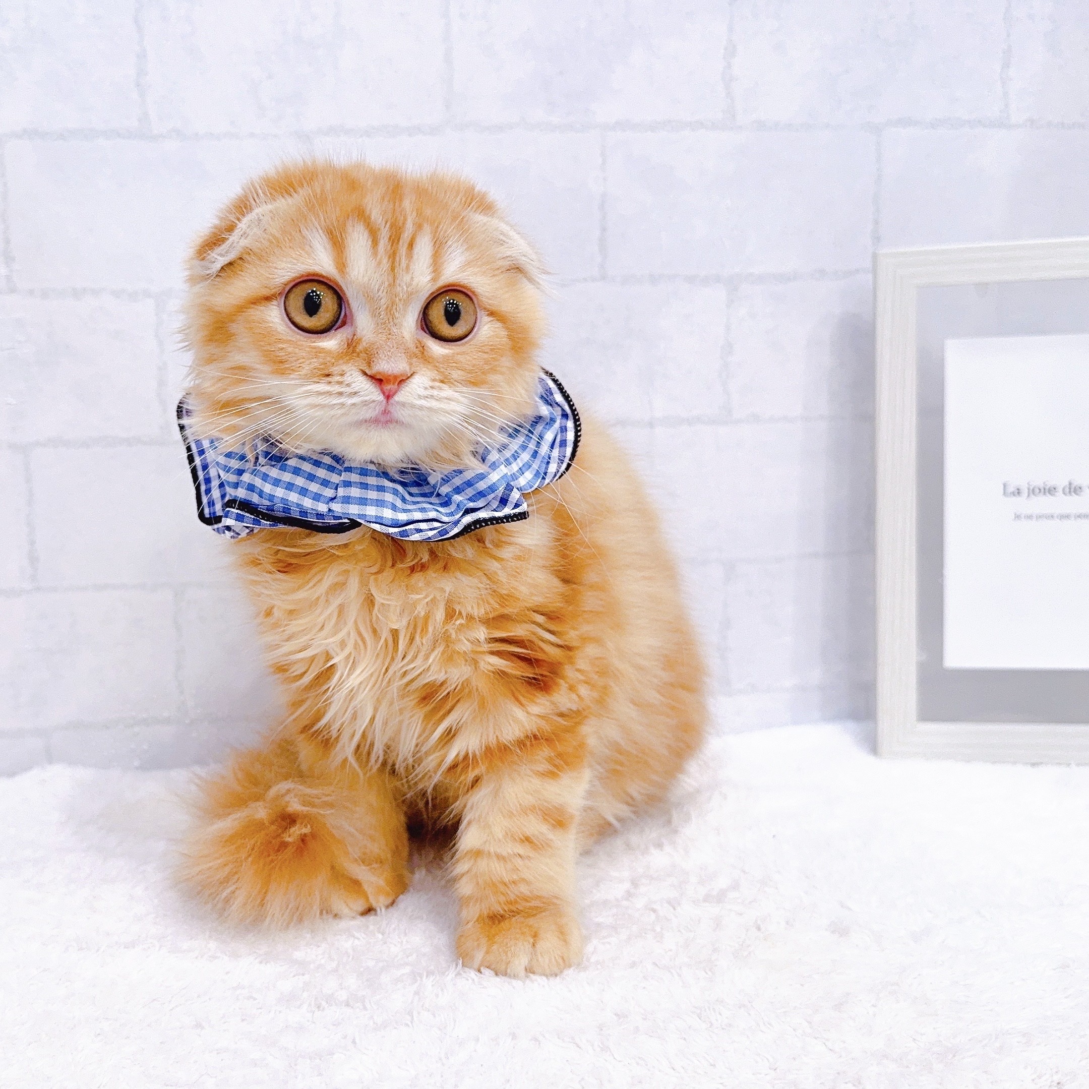 石川県のスコティッシュフォールド (犬の家＆猫の里金沢店/2025年10月26日生まれ/女の子/レッドタビー)の子猫の2枚目の画像