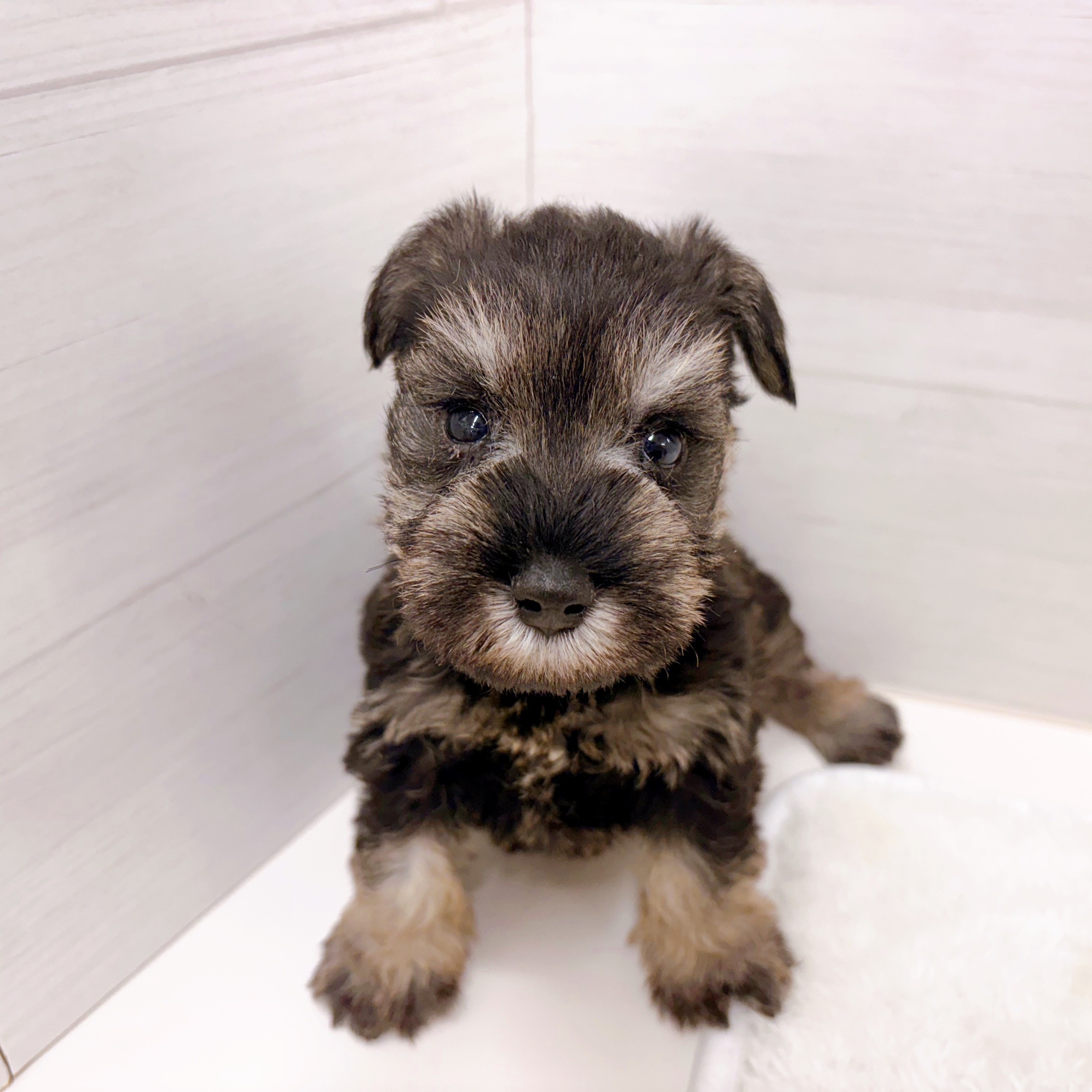 石川県のミニチュアシュナウザー (犬の家＆猫の里アミーゴ金沢おこばた店/2025年10月25日生まれ/女の子/ソルトペッパー)の子犬の2枚目の画像