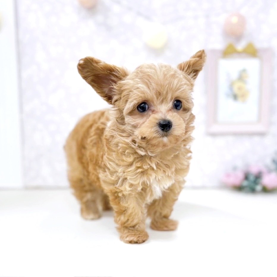 富山県のチワプー/プーチー(チワワ×プードル) (犬の家＆猫の里アミーゴ高岡蓮花寺店/2025年10月29日生まれ/女の子/レッド)の子犬の1枚目の画像