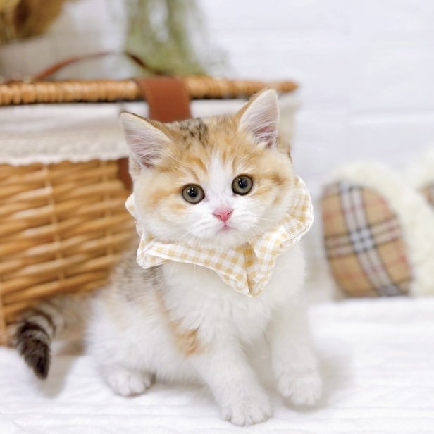 滋賀県のスコティッシュフォールド (犬の家＆猫の里近江八幡店/2025年10月25日生まれ/女の子/ブラウンパッチドタビーホワイト)の子猫の1枚目の画像