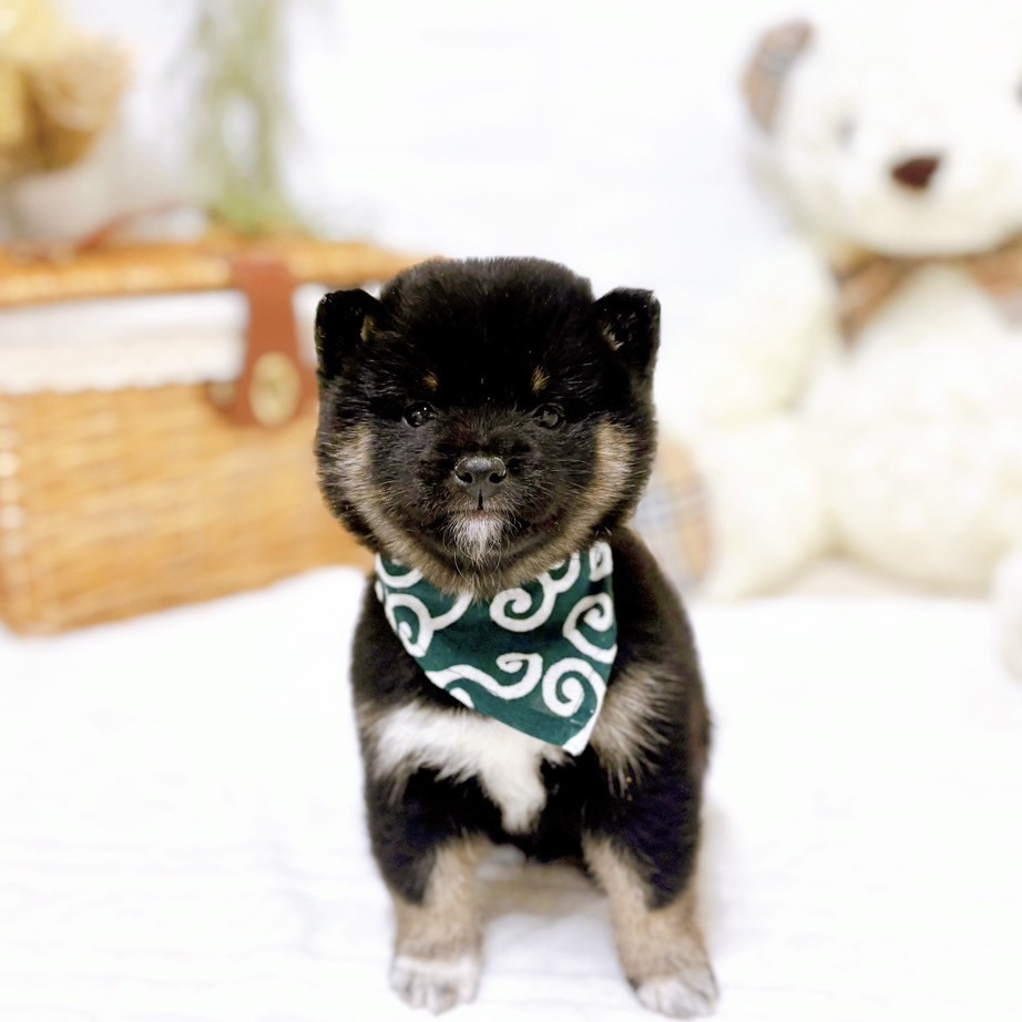 滋賀県の豆柴 (犬の家＆猫の里近江八幡店/2025年10月25日生まれ/男の子/黒)の子犬