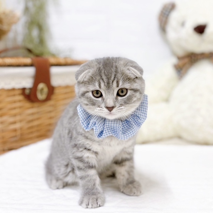 滋賀県のスコティッシュフォールド (犬の家＆猫の里近江八幡店/2025年10月30日生まれ/男の子/ブルータビー)の子猫の1枚目の画像