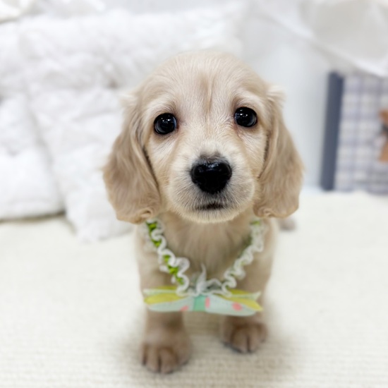 岐阜県のミニチュアダックスフンド(ロング) (犬の家＆猫の里カラフルタウン岐阜店/2025年10月31日生まれ/男の子/イエロー)の子犬の1枚目の画像