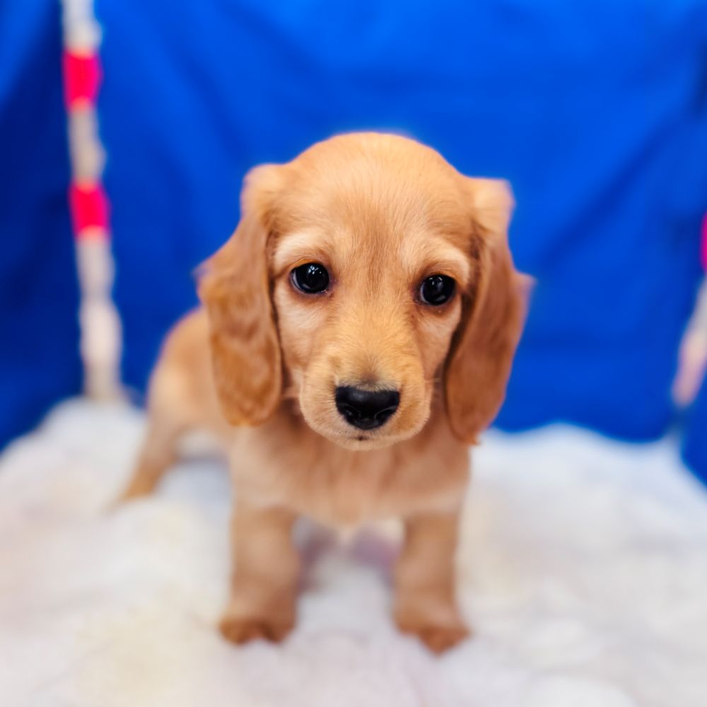 愛知県のミニチュアダックスフンド(ロング) (犬の家＆猫の里愛知刈谷店/2025年10月31日生まれ/男の子/ゴールド)の子犬