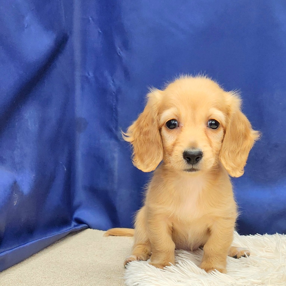 岐阜県のミニチュアダックスフンド(ロング) (犬の家＆猫の里中津川店/2025年10月31日生まれ/女の子/ゴールド)の子犬