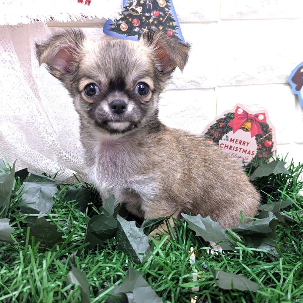 愛知県のチワワ(ロング) (犬の家＆猫の里MEGAドン・キホーテ東海名和店/2025年10月31日生まれ/男の子/フォーンホワイト)の子犬の1枚目の画像