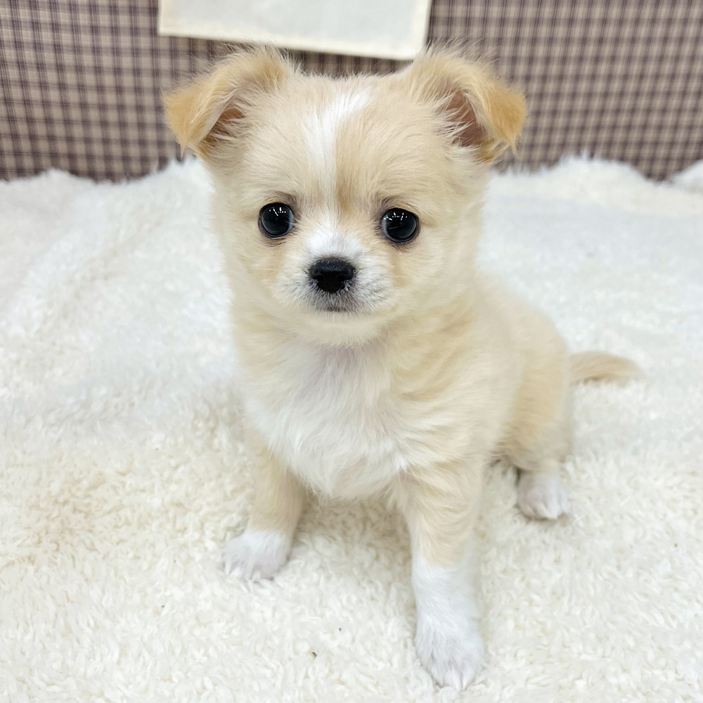 愛知県のチワワ(ロング) (犬の家＆猫の里エアポートウォーク店/2025年10月31日生まれ/女の子/クリームホワイト)の子犬の1枚目の画像