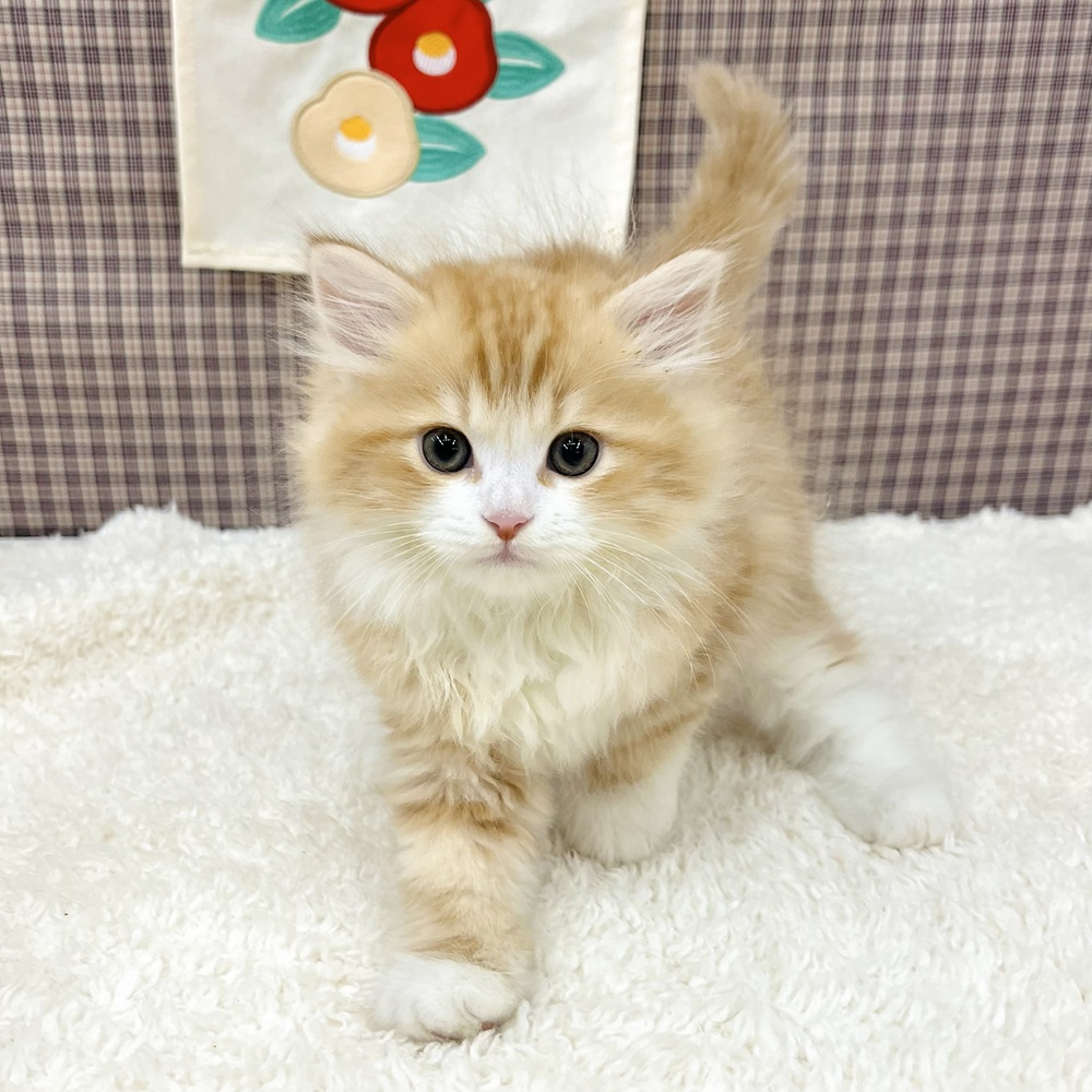 愛知県のサイベリアン (犬の家＆猫の里エアポートウォーク店/2025年10月24日生まれ/男の子/レッドタビーホワイト)の子猫の1枚目の画像