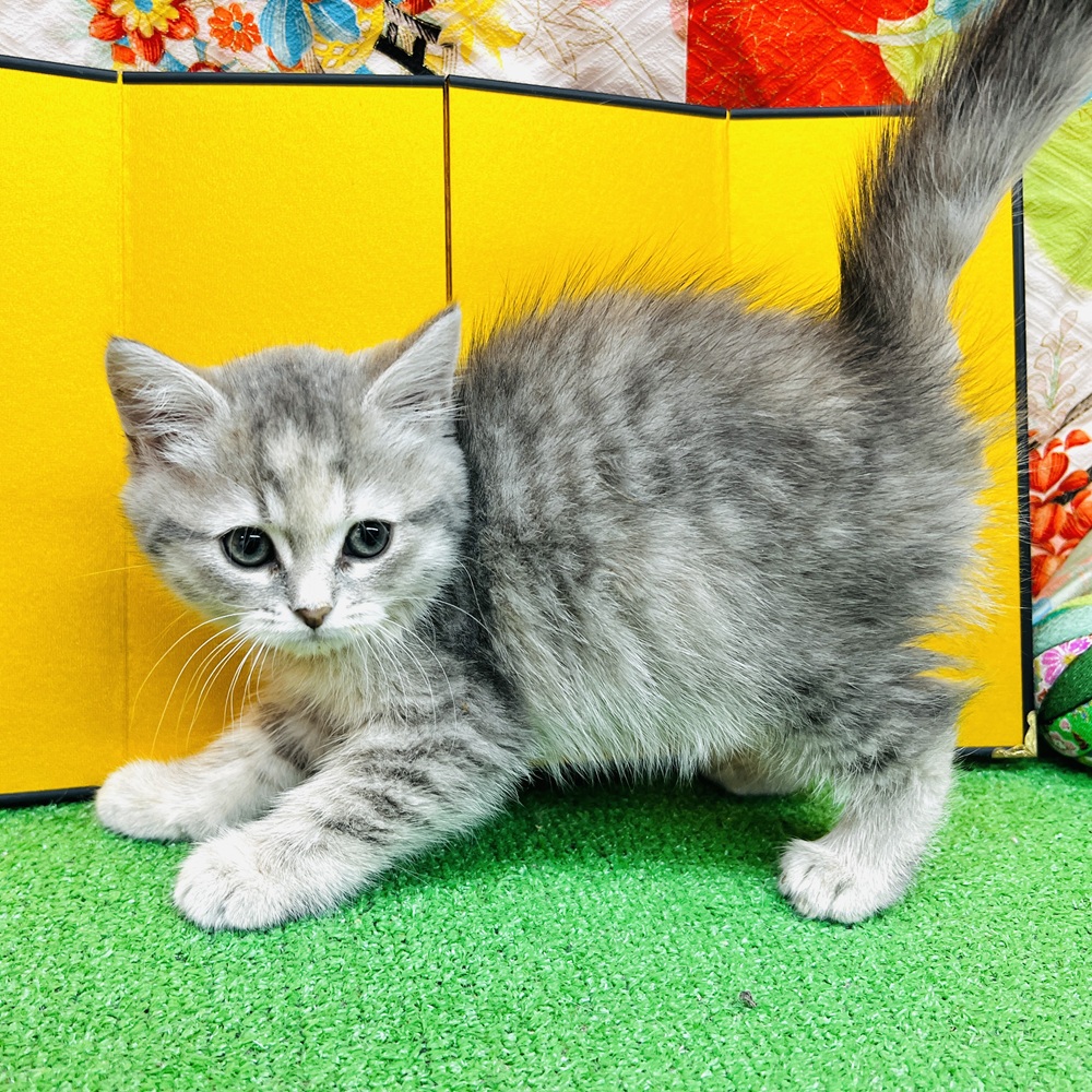 愛知県のサイベリアン (犬の家＆猫の里名古屋天白店/2025年10月24日生まれ/女の子/ブルーパッチドタビーホワイト)の子猫の2枚目の画像