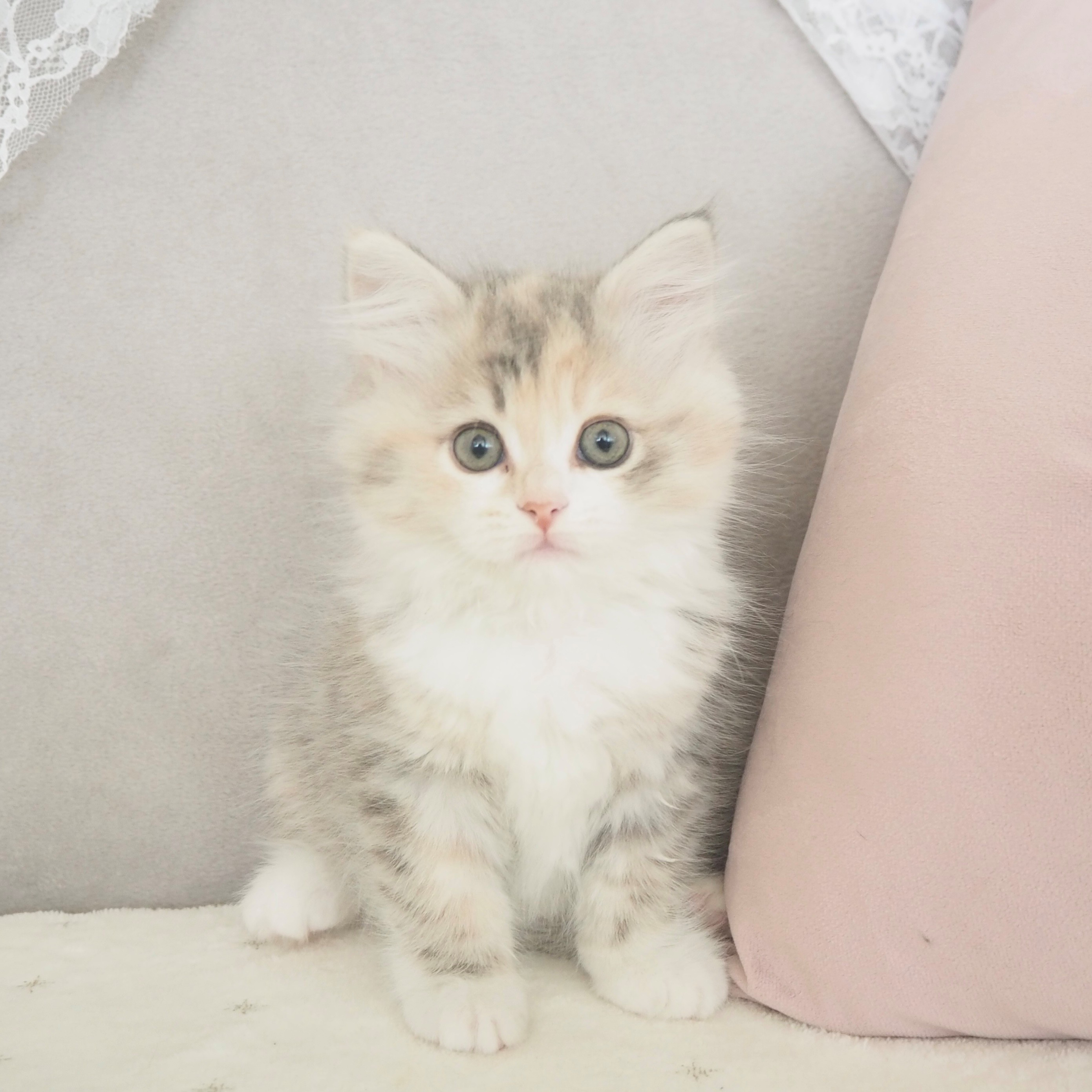 大阪府のサイベリアン (犬の家＆猫の里もりのみやキューズモールBASE店/2025年10月24日生まれ/女の子/ブルーパッチドタビーホワイト)の子猫