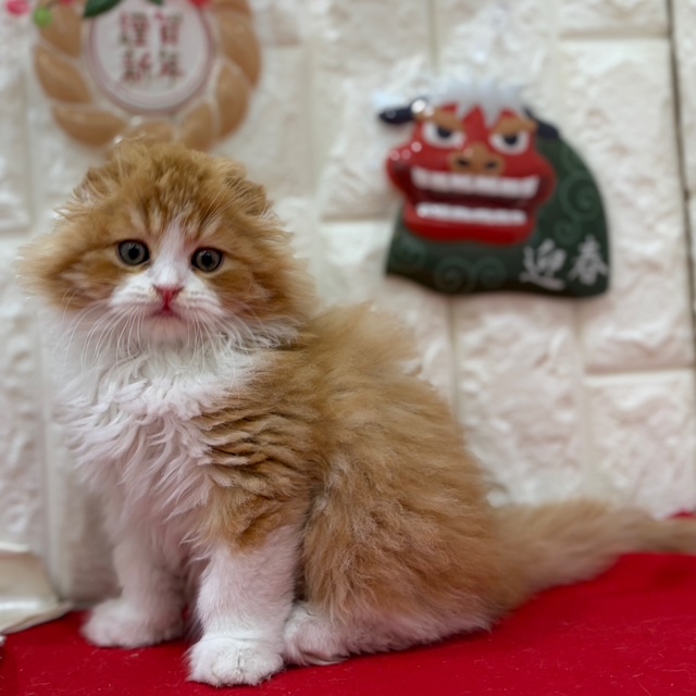 岡山県のスコティッシュフォールド (犬の家＆猫の里倉敷店/2025年10月29日生まれ/男の子/レッドタビーホワイト)の子猫の2枚目の画像