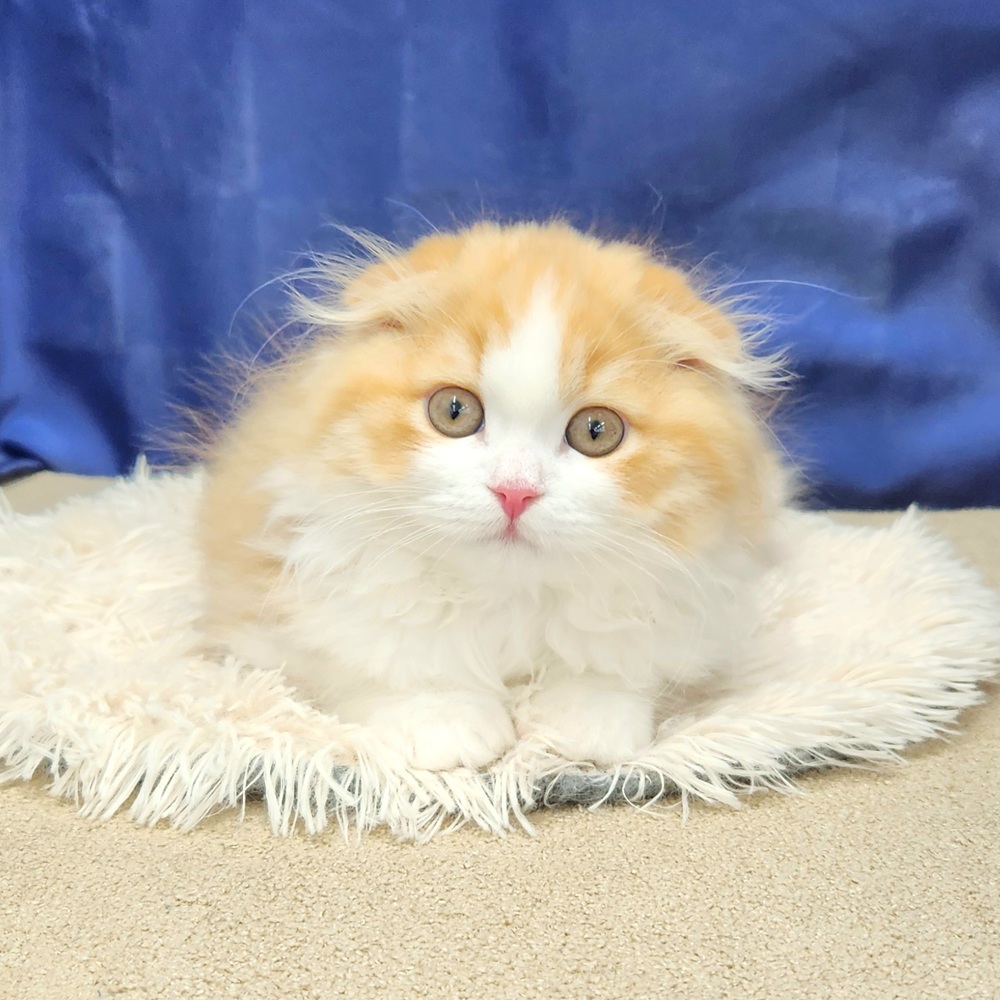 岐阜県のスコティッシュフォールド (犬の家＆猫の里中津川店/2025年11月1日生まれ/男の子/レッドタビーホワイト)の子猫の1枚目の画像