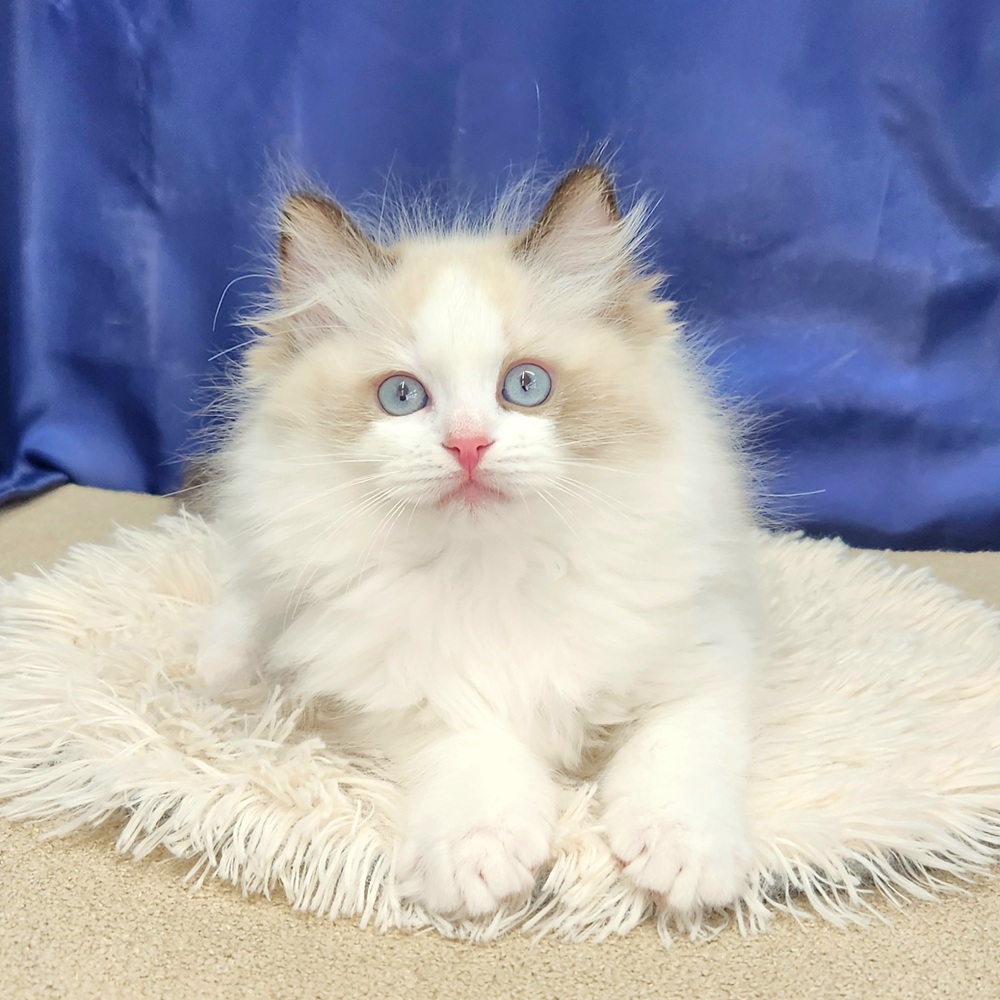 岐阜県のラグドール (犬の家＆猫の里中津川店/2025年11月1日生まれ/男の子/シールポイントバイカラー)の子猫の1枚目の画像